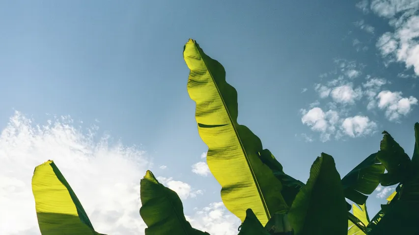 Releasing {opusreader2} R package on CRAN